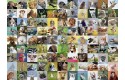Thumbnail of 99-funny-animals-------1000p_344796.jpg